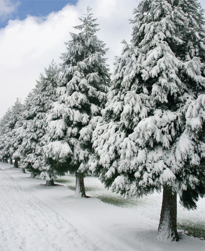 winter-trees.jpg